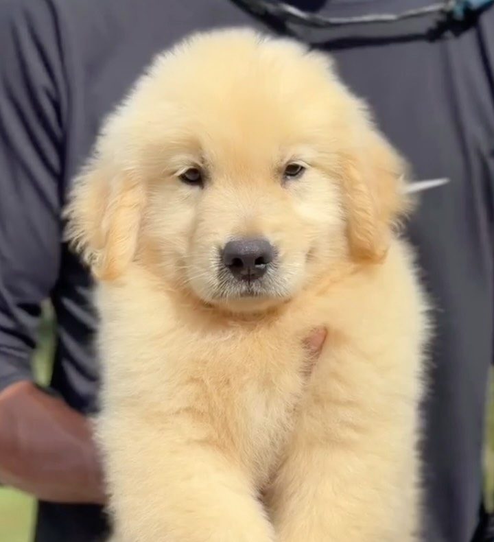 Filhote de Golden Retriever do Canil Ravena no colo
