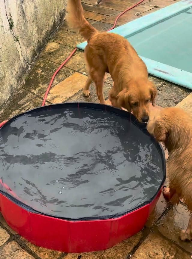 Dois Golden Retrievers adultos bebendo água perto da piscina no Canil Ravena
