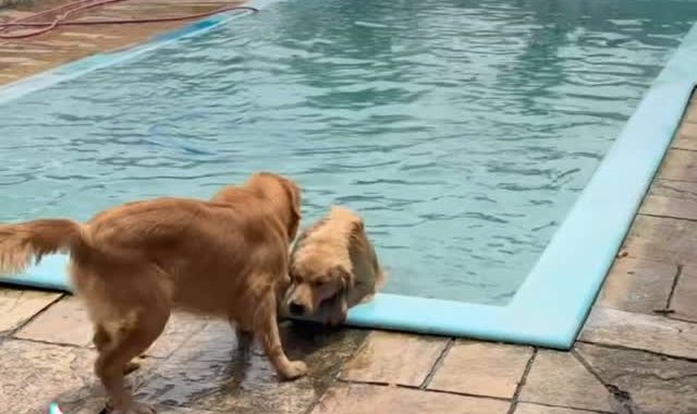 Golden Retrievers brincando na beira da piscina do Canil Ravena